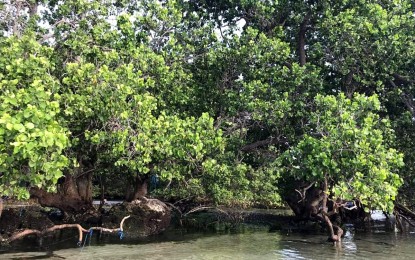 <p><strong>PROTECTED</strong>. Photo shows the thriving mangroves at a portion of Barangay Tambler in General Santos City that was designated by the local government as a special protection area. Protection measures have been implemented to protect the mangroves, corals, and seagrass beds at the site, the City Environment and Natural Resources Office said Wednesday (July 7, 2021). <em>(Photo grab from the Facebook page of the City Environment and Natural Resources Office)</em></p>