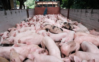 <p><strong>ASF ALERT</strong>. Some 60 live hogs are put on hold in Pagudpud, Ilocos Norte pending the release of laboratory samples that these are free from African swine fever. Local authorities apprehended the shipment as it lacks travel documents. (<em>Contributed photo</em>) </p>