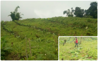 <p><strong>DESTROYED.</strong> The chopped banana plants of MADADMA in Barangay Balabag, Kidapawan City. The plants (inset) were discovered chopped off by still unidentified men on Tuesday (July 13, 2021). <em>(Photos courtesy of DXND-Kidapawan)</em></p>