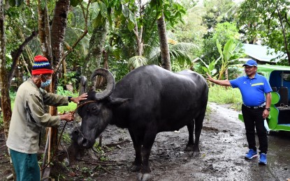 <p><strong>THE ‘BIGGEST’.</strong> Mindanao Development Authority chairperson, Secretary Emmanuel Piñol (right), sees for himself the huge carabao owned by 88-year-old farmer Flaviano Tamba (left) in a visit to Barangay Pangi, Maitum town, Sarangani province on July 13, 2021. Measuring 141 inches long from nose to tail and 61 inches tall, it won an online fun search for the biggest carabao in Mindanao initiated by Piñol. <em>(Photo courtesy of Maitum Community Development Information Office)</em></p>