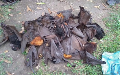 <p><span style="font-size: 11.5pt; font-family: 'Apple Color Emoji'; color: black; background: whitesmoke;"><strong>FLYING FOXES</strong>. Photo shows the illegally hunted large flying foxes (<em>Pteropus vampyrus</em>) recovered by environment and police personnel from a policeman and two other minors in an enforcement operation in Barangay Conel, General Santos City on Sunday afternoon (July 18, 2021). The suspects will be charged with violation of Republic Act 9147 or the Wildlife Resources Conservation a Protection Act. (<em>Photo courtesy of General Santos City police station no. 4</em>) </span></p>