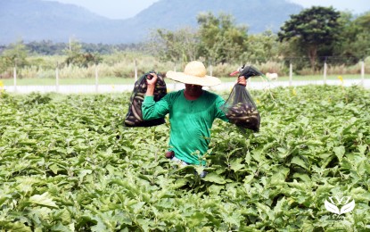 PH approves Bt eggplant’s use for food, feeds