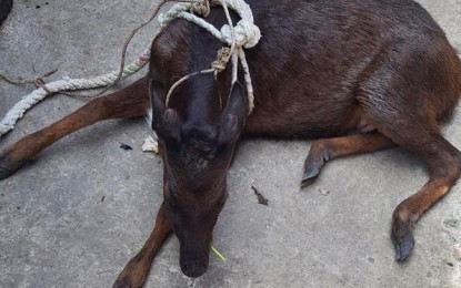 <p><strong>ENDANGERED.</strong> The Philippine deer rescued by fishermen in Lapinig, Northern Samar on August 3, 2021. Local authorities in Northern Samar are eyeing to breed the endangered Philippine deer after fishermen rescued the animal while being chased by sharks in the seawaters of Lapinig town. <em>(Photo courtesy Community Environment and Natural Resources Office Pambujan)</em></p>