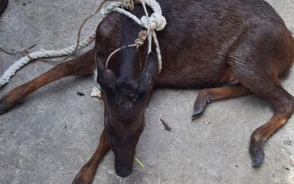 Northern Samar eyes breeding of rescued deer