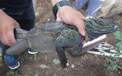 <p><strong>SAILFIN LIZARD</strong>. The Department of Environment and Natural Resources' Environmental Law Enforcement Team and policemen seize two Philippine sailfin lizards on Thursday (Aug. 5, 2021), that were up for sale, which is prohibited under the law. The recovered Philippine sailfin lizards are now under the care of the Community Environment and Natural Resources Office - Zamboanga City and will be released back to their natural habitat when deemed fit and healthy. <em>(Photo courtesy of DENR-9)</em></p>