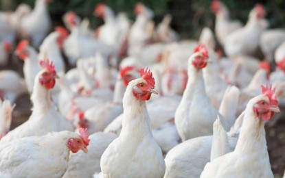 <p><strong>OPEN MARKET. </strong>The Philippines' poultry industry can export chicken meat and other pet birds to South Korea once again as the ban on these products were already lifted. The Korean government made the prohibition on March 2020 when Philippines experienced an H5 avian influenza outbreak. (Photo courtesy of <em>DA) </em></p>
