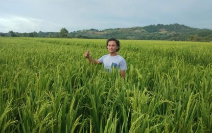 <p><strong>HYBRID RICE.</strong> Young Maguindanao farmer June Rey Peñafiel shows his high-yielding hybrid rice in this undated photo. The 27-year-old Peñafiel said he was able to harvest 12 metric tons per hectare through the Department of Agriculture's (DA) provision of hybrid rice seeds under the Hybridization Program. <em>(Contributed photo)</em></p>