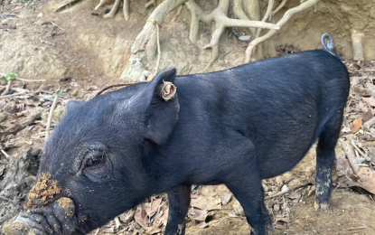 <p><strong>ASF WATCH</strong>. Hog raisers in the province of Ilocos Norte are encouraged to report unusual death of animals in their areas to contain the spread of ASF. To date, at least seven towns in the province have been tagged as infected zones. (<em>PNA file photo by Leilanie G. Adriano</em>) </p>