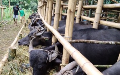 <p><strong>ADDED LIVELIHOOD</strong>. The carabaos received by the Aksyon Binuligay Sagay Coconut Farmers Alliance based in Barangay Colonia Divina, Sagay City, Negros Occidental. The farmers' group on Aug. 18, 2021 received the crossbreed animals as livelihood assistance from the Philippine Coconut Authority and the Philippine Carabao Center of the Department of Agriculture.<em> (Photo courtesy of Philippine Coconut Authority-Negros Occidental)</em></p>