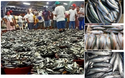 <p style="text-align: left;"><strong>SUSTAINABLE. </strong>To enable The Department of Agriculture (DA) has approved the importation of 60,000 metric tons of fish in the last quarter of the year to ensure the stability of supply during the "closed-fishing season". DA Secretary William Dar said this is a balancing act to sustain the development of the fisheries sector and provide stable prices of fish in the market. (<em>Photo courtesy of DA) </em></p>