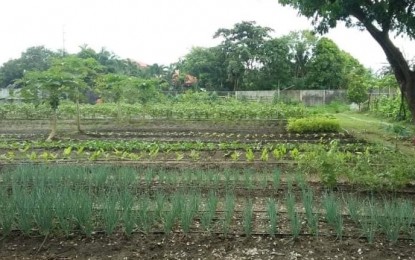 <p><strong>NURSERY.</strong> Some of the plant varieties that are available at the Uswag Plant Nursery in Barangay Tacas, Jaro district in Iloilo City. The nursery is being developed as a venue for training and showcase of urban farming, said City Agriculturist Iñigo Garingalao in an interview on Friday (Sept. 3, 2021). <em>(PNA photo courtesy of Iñigo Garingalao)</em></p>