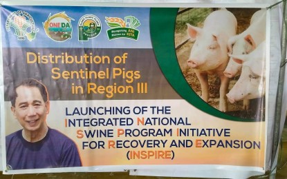 <p><strong>DISTRIBUTION.</strong> The Department of Agriculture (DA) in Region 3 has started distributing sentinel piglets to areas hit by the African swine fever (ASF) in Central Luzon. Around 6,000 sentinel piglets will be distributed in 60 ASF-hit areas in the provinces of Aurora, Bataan, Bulacan, Nueva Ecija, Pampanga, Tarlac, and Zambales. <em>(Photo by DA Region 3)</em></p>