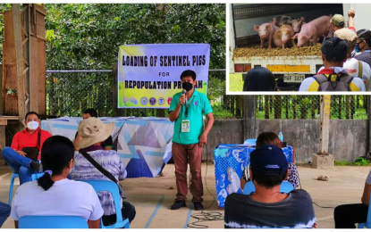 <p><strong>TRIAL STAGE</strong>. An agriculture official in North Cotabato briefs recipients of sentinel hogs that will be deployed initially in areas earlier hit by ASF like Barangay Linangkob in Kidapawan City and Barangay Malungon in Makilala town on Monday (Sept. 6, 2021). A total of 90 hogs (inset) will be fielded to the two areas to determine if the hog virus still exists in these areas.<em> (Photos courtesy of NoCot OPVet)</em></p>