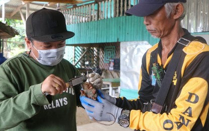 <p><strong>FIT TO BE SET FREE</strong>. Staff from the Protected Area Management Office of the Agusan Marsh Wildlife Sanctuary and a member of Bantay Danao Volunteers conduct an assessment and measurement Friday (Sept. 10, 2021) in one of the three tarsiers rescued in Barangay Katipunan, Loreto, Agusan del Sur. The three tarsiers, found to be fit, were immediately released back to the wild. <em>(Photo courtesy of PAMO-AMWS)</em></p>