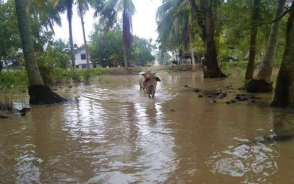<p><strong>FLOODED</strong>. Two cows try to cross a flooded grassland searching for food in Barangay Poblacion in Pikit, North Cotabato where 31 villages have been submerged by floods since Friday (Sept. 10, 2021). The local government is still assessing the total damage wrought by floods to crops and properties. <em>(Photo courtesy of Pikit MDRRMO)</em></p>