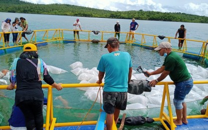 <p><strong>FINGERLINGS RELEASED</strong>. About 10,000 “bangus” fingerlings are released by Legazpi City agriculture officials at a fish cage in the Homapon cove in the Albay Gulf on Friday (Sept. 17, 2021). The fingerlings were acquired through a PHP1.2 million grant released by the Bureau of Fisheries and Aquatic Resources to the City Agriculture Office. <em>(Photo by Emmanuel Solis)</em></p>