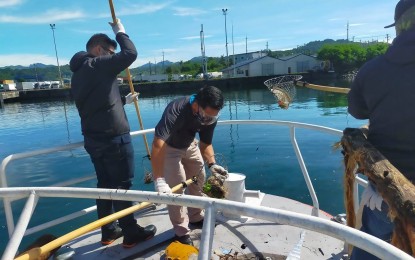 <p><strong>COASTAL CLEANUP</strong>. Volunteers from locator companies, community groups and departments of the Subic Bay Metropolitan Authority (SBMA) participate in a coastal cleanup along the shoreline on Friday (Sept. 17, 2021). Collected were mostly plastic wastes and other debris that were washed ashore after the recent heavy rains. <em>(Photo courtesy of SBMA)</em></p>