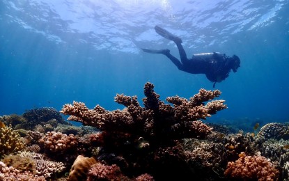 <p><strong>CORAL REEFS.</strong> A diver swims past a coral reef off the coast of Escaño Beach in Barangay Piapi, Dumaguete City in an undated photo. On Monday (Sept. 21, 2021), more or less 40 professional divers conducted an underwater assessment of the coral reef and marine life in the area amid the controversial 174-hectare proposed reclamation project in the Negros Oriental capital.<em> (Photo courtesy of Glenn Carballo)</em></p>