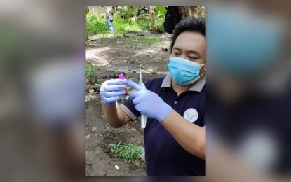 <p><strong>AFRICAN SWINE FEVER</strong>. Dr. Mark Kenneth Dino, a veterinarian of the Department of Agriculture (DA) 11 (Davao Region), collects a blood sample from the dead pigs in Barangay Tacul in Sarangani, Davao Occidental on September 8, 2021. On September 20, the DA-11 confirmed that the samples tested positive for African swine fever.<em> (Photo courtesy of Dyck John Camillo)</em></p>
