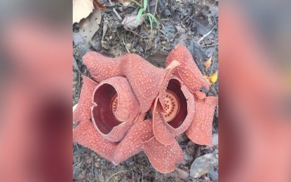 <p><strong>BLOOMING</strong>. The Rafflesia speciosa known as the biggest flower in the world blooms in Barangay Bad-as, Sibalom. Environmental enthusiast Engr. Jonathan de Gracia said in an interview Thursday (Sept. 23,2021) that Rafflesia speciosa producing two intertwining flowers at the same time is rare. <em>(Photo courtesy of Carmella Nicar)</em></p>