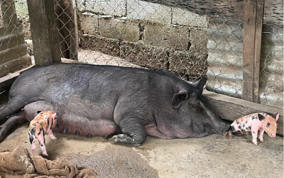 <p><strong>ASF THREAT</strong>. The multi-billion hog industry in the province of Ilocos Norte is threatened by the continuing spread of the African swine fever (ASF). To date, estimated losses from ASF has already reached PHP50 million since the index case was confirmed in June 2021. (<em>PNA file photo by Leilanie G. Adriano</em>) </p>