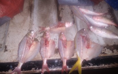 <p><strong>BLAST FISHING</strong>. Some of the fish caught through blast fishing that were seized from three residents in Lagonoy, Camarines Sur on Tuesday (Sept. 29, 2021). The “yellowband fusilier”, locally known as “dalagang bukid”, were confirmed to be illegally caught by the Bureau of Fisheries and Aquatic Resources. <em>(Photo courtesy of Lagonoy MPS)</em></p>