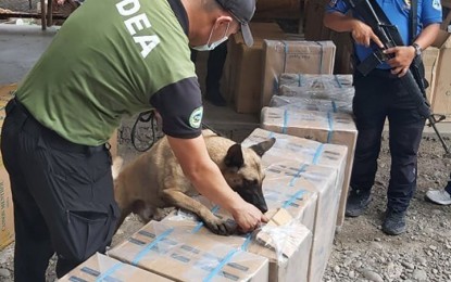 <p><strong>SMUGGLED CIGARETTES.</strong> A police dog sniffs boxes of cigarettes seized by joint police and Bureau of Customs operatives in Zamboanga City on Friday afternoon (Oct. 8, 2021). The 137 master cases of the smuggled items worth PHP4.7 million and the eight crewmen of two motorboats reportedly bound for Cotabato City are under Customs custody.<em> (Photo courtesy of the ZCPO-PIO)</em></p>