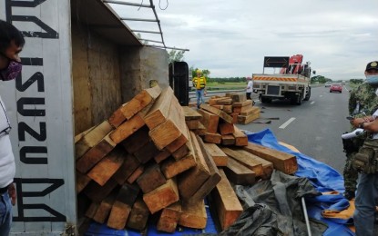 <p><strong>SEIZED</strong>. Over 3,000 board feet of premium narra flitches worth P290,000 were seized along Subic-Clark-Tarlac Expressway (SCTEX) by authorities on Monday (Oct. 11, 2021). Alfredo Nepacena of the DENR-Community Environment and Natural Resources Office in Capas, Tarlac, said they received a report of an accident at the toll gate in Barangay Tinang, Concepcion town involving a truck loaded with narra flitches, which were abandoned, causing slight traffic congestion. <em>(Photo courtesy of DENR-Region 3)</em></p>