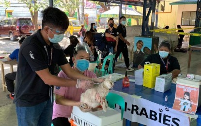 <p><strong>FREE SHOT.</strong> A pet cat gets a free anti-rabies shot in Quezon City in this March 2021 photo. The city is again offering free vaccines for pets from October 11 to 15.<em> (Photo courtesy of QC Veterinary Department Facebook)</em></p>
