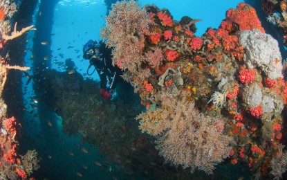 <p><strong>UNDERWATER WONDER.</strong> DOT Northern Mindanao Director May Salvaña-Unchuan wades through the port pylons teeming with corals in Gingoog, Misamis Oriental. Some of the most pristine and must-visit dive spots in the country can be found in Mindanao. <em>(Photo courtesy of Nico Calo/Director Unchuan)</em></p>