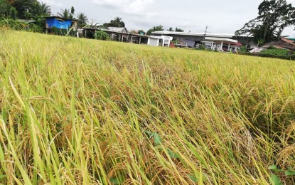 <p><strong>AFFECTED BY MONSOON</strong>. A ricefield affected by the southwest monsoon and enhanced by Typhoon Maring. Antique Provincial Agriculturist Nicolasito Calawag said in an interview Thursday (Oct. 14, 2021) that four towns in the province were affected by the monsoon from Oct. 5 to 8, 2021. <em>(PNA photo by Annabel Consuelo J. Petinglay)</em></p>