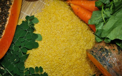 <p><strong>GOLD STANDARD.</strong> The Department of Agriculture is urging Filipinos to try the more nutritious golden rice as an alternative to the regular white rice. Secretary William Dar emphasized in a statement on Friday (Oct. 15, 2021) that it has Vitamin A and beta carotene. <em>(Photo courtesy of IRRI)</em></p>