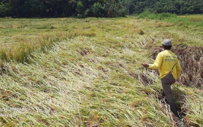 <p><strong>TYPHOON HIT.</strong> A farmer in Ilocos Norte rushes to harvest what is left after the recent onslaught of severe tropical storm Maring. The province has recorded an initial over PHP200 million damage particularly to agriculture. (<em>Contributed photo</em>) </p>