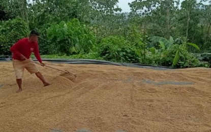 <p><strong>AFTER THE STORM.</strong> A farmer dries unhusked rice (palay) by the roadside in Baggao, Cagayan on Oct 13, 2021. The province was under Signal No. 2 when Severe Tropical Storm Maring hit Northern Luzon last week. <em>(Photo courtesy of Cagayan Responders)</em></p>