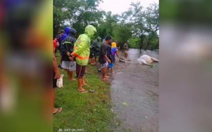 <p><strong>AGRI, FISHERIES DAMAGE</strong>. Residents in Asingan town, Pangasinan look at the lifeless cow that drowned during the onslaught of Severe Tropical Storm Maring on Oct. 14, 2021. Pangasinan has incurred PHP1.9 million worth of damage in livestock due to Maring. <em>(Photo courtesy of PIO Asingan/ Romel Aguilar)</em></p>
