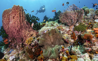 <p style="text-align: left;" align="center"><span lang="ES-TRAD">Tubbataha Reef in Palawan</span><em><span lang="EN-US"> (Photo courtesy of Robert Yin/DOT)</span><span lang="EN-US"> </span></em></p>
<p style="text-align: left;"><span lang="EN-US"> </span></p>