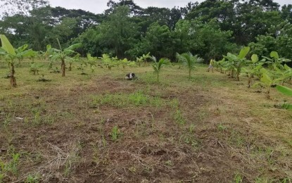 <p>Coffee farm in Ibaan, Batangas (<em>Photo courtesy of DOST-Calabarzon</em>) </p>
