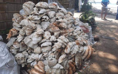 <p><strong>PROTECTING THE ENVIRONMENT.</strong> Members of the PNP Maritime Group seize some 7,000 kilos of "taklobo" (giant clams) in Barangay Cayhagan, Sipalay City, Negros Occidental on Oct. 26, 2021. The police force vowed to intensify its enforcement of environmental laws in the country.<em> (Photo courtesy of 4th Special Operations Unit-PNP Maritime Group)</em></p>