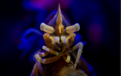 <p>Photo by Ex Liao, 3rd Place Compact - Macro, 2018 Anilao Underwater Shootout <em>(Courtesy of DOT Philippines)</em></p>