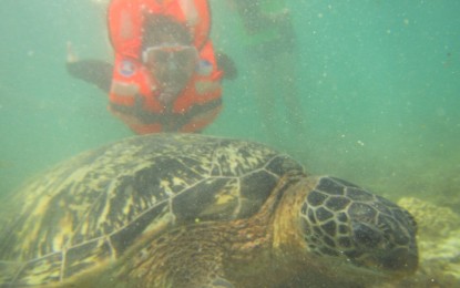 <p><strong>SWIMMING WITH TURTLES.</strong> A visitor swims close to a green sea turtle in the world-renowned dive destination Apo Island in Dauin, Negros Oriental in this undated file photo. The Department of Trade and Industry on Wednesday (Nov. 10, 2021) donated P200,000 worth of livelihood kits and snorkel equipment to the "turtle guides" to help them cope with the Covid-19 pandemic. <em>(PNA file photo by Judy Flores Partlow)</em></p>