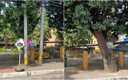 <p><strong>'POSTER CITY'.</strong> Photos show tarpaulins of politicians hanging in two electrical posts and a tree on Gen. Maxilom Ave., Cebu City. Acting Mayor Michael Rama on Friday (Nov. 12, 2021) ordered the removal of all political and commercial tarpaulins hanging or being posted in public places in Cebu City. <em>(PNA photo by John Rey Saavedra)</em></p>