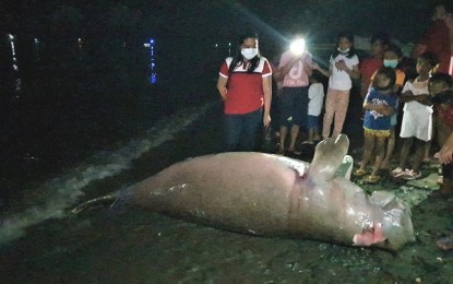 <p><strong>DECEASED.</strong> An environmental worker inspects a dead sea cow locally known as "dugong" found by residents on the shores of Barangay Poblacion, Kiamba town in Sarangani province on Tuesday night (Nov. 16, 2021). The 2.7-meter marine mammal was found with bruises and abrasion in some parts of the body. <em>(Photo courtesy of DENR-12)</em></p>