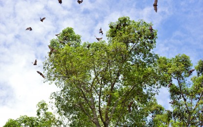 <p><strong>TOURIST POTENTIAL.</strong> A colony of a golden crown flying fox or “kabug” numbering about 500 hovers over their dwelling place in Barangay Poblacion, Catarman town, Camiguin. Plans are now in place to protect them and their habitat. <em>(PNA photo by Jigger Jerusalem)</em></p>