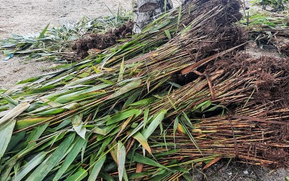 <p><strong>LIVELIHOOD AID.</strong> 'Sugbu' or tiger grass (shown in photo) is a primary material used in soft broom making. Some 30 agrarian reform beneficiaries belonging to a cooperative in Caramoan, Camarines Sur, received 6,000 sugbu sprouts and 30 sickles early November as livelihood aid from the Department of Agrarian Reform in Bicol. <em>(Photo courtesy of DAR-5)</em></p>