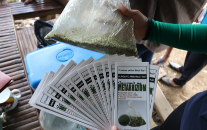 <p><strong>INFESTATION</strong>. Personnel of the Department of Agriculture-Regional Crop Protection Center distribute information materials to farmers on how to control rice black bug infestation in Barangay Townsite in Mariveles, Bataan on Wednesday (Nov. 24, 2021). Following the validation by personnel of the DA-Regional Crop Protection Center, it was found out that over 25 hectares of rice fields in Barangay Townsite have already been affected by rice black bug. <em>(Photo by DA Region III)</em></p>