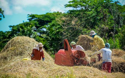 <p><strong>ASSISTANCE.</strong>  Small rice farmers stand to benefit from President Ferdinand R. Marcos Jr.’s order to release PHP12.7 billion to fund the Rice Farmers Financial Assistance Program, Malacañang said on Saturday (Sept. 30, 2023). The fund aims to help them sustain their productivity amid some challenges besetting the agriculture sector. (<em>PNA file photo)</em></p>