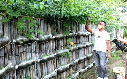 <p><strong>VEGGIE GARDEN.</strong> Dr. Reynaldo Bonita, Rizal Provincial Agriculture Office head, examines a vegetable garden in Antipolo City on Friday (Dec. 3. 2021). The provincial government converted the capitol grounds into a vegetable garden, mainly for the benefit of medical front-liners and local government employees. <em>(PNA photo by Rico H. Borja)</em></p>