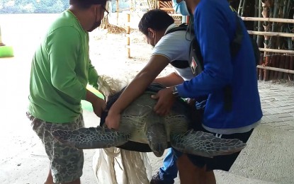 <p><strong>RESCUED SEA TURTLE</strong>. Personnel of the Department of Environment and Natural Resources-Provincial Environment and Natural Resources Office (PENRO) prepare to bring back a rescued Olive Ridley sea turtle to its habitat in Sasmuan, Pampanga on Saturday (Dec. 11, 2021). Fisherman Nimrod Castro of Barangay San Jose in Lubao, Pampanga found the turtle caught in his fishing net while sailing along the tributary of Pampanga River and turned it over to the DENR.<em> (Photo courtesy of DENR-3)</em></p>