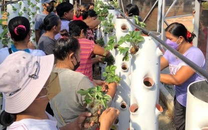 <p><strong>VERTICAL TOWER HYDROPONICS SYSTEM</strong>. Members of the Pantawid Pamilyang Pilipino Program (4Ps) in Barangay Conversion, Pantabangan, Nueva Ecija train on the proper transplanting of seedlings into the vertical tower provided by the Department of Science and Technology, in partnership with the Central Luzon State University (CLSU) in this undated photo. Some 30 units of vertical tower hydroponics system with protective covering were given to the 4Ps members that they can use to start growing high-value crops like strawberries, lettuce and basil.<em> (Photo courtesy of DOST-3)</em></p>