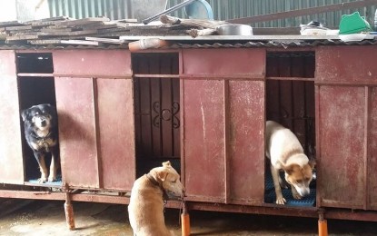 Baguio City mulls putting up animal adoption center | Philippine News Agency
